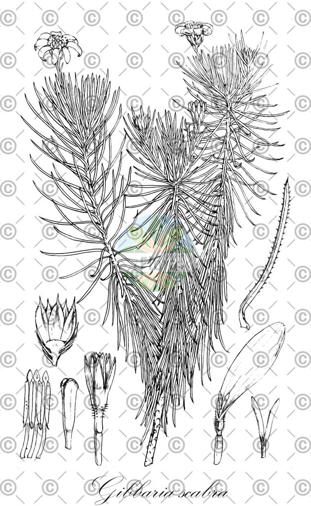 HistAbb_4NH9_1_ENZY_Simple | Historische Abbildung von Gibbaria scabra - Asteraceae | Historical Illustration of Gibbaria scabra - Asteraceae