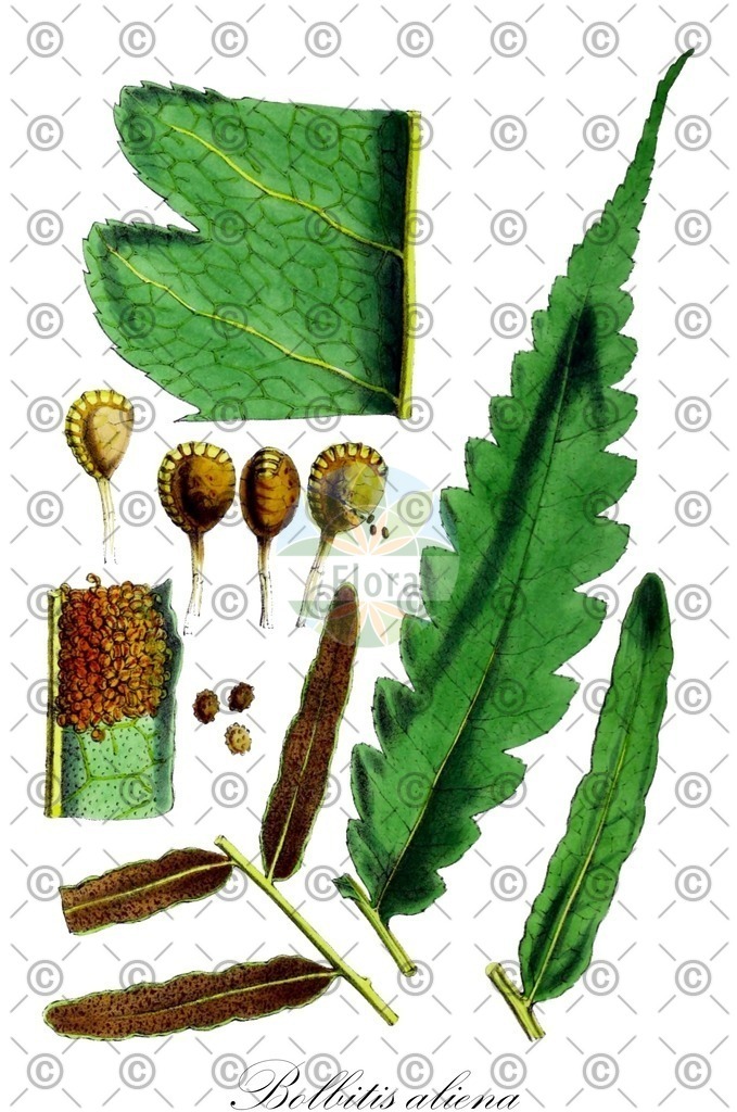 HistAbb_EMP_37493_SRC_Schlechtendal_FLORAD_SIMPLE | Historische Abbildung von Bolbitis aliena - Dryopteridaceae | Historical Illustration of Bolbitis aliena - Dryopteridaceae