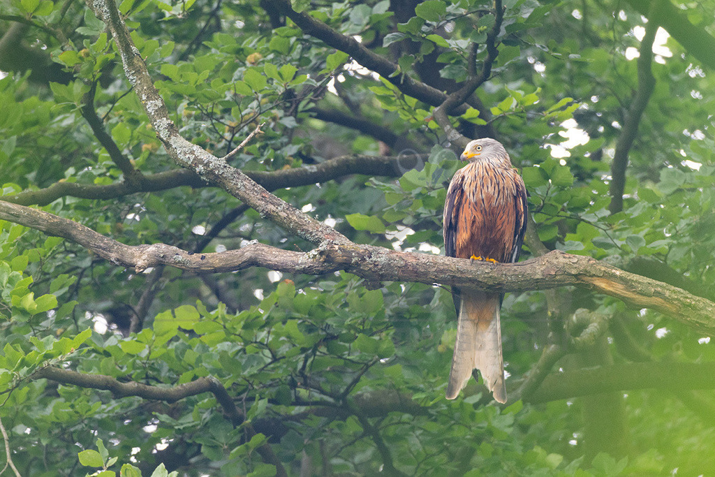 R7NF4555_20240602 | Der Rotmilan ist ein sehr häufig in Deutschland vorkommender Greifvogel. Mehr als die Hälfte der gesamten Weltpopulation brütet sogar bei uns. Strukturreiche, landwirtschaftlich genutzte Kulturlandschaften sind sein bevorzugtes Habitat, und davon gibt es hier reichlich. Er ist ein akrobatischer Flieger. Man kann über seine spektakulären Verfolgungsjagden und eleganten Balzflüge oft nur staunen. Markant ist auch sein tief gegabelter Schwanz. - Realisiert mit Pictrs.com
