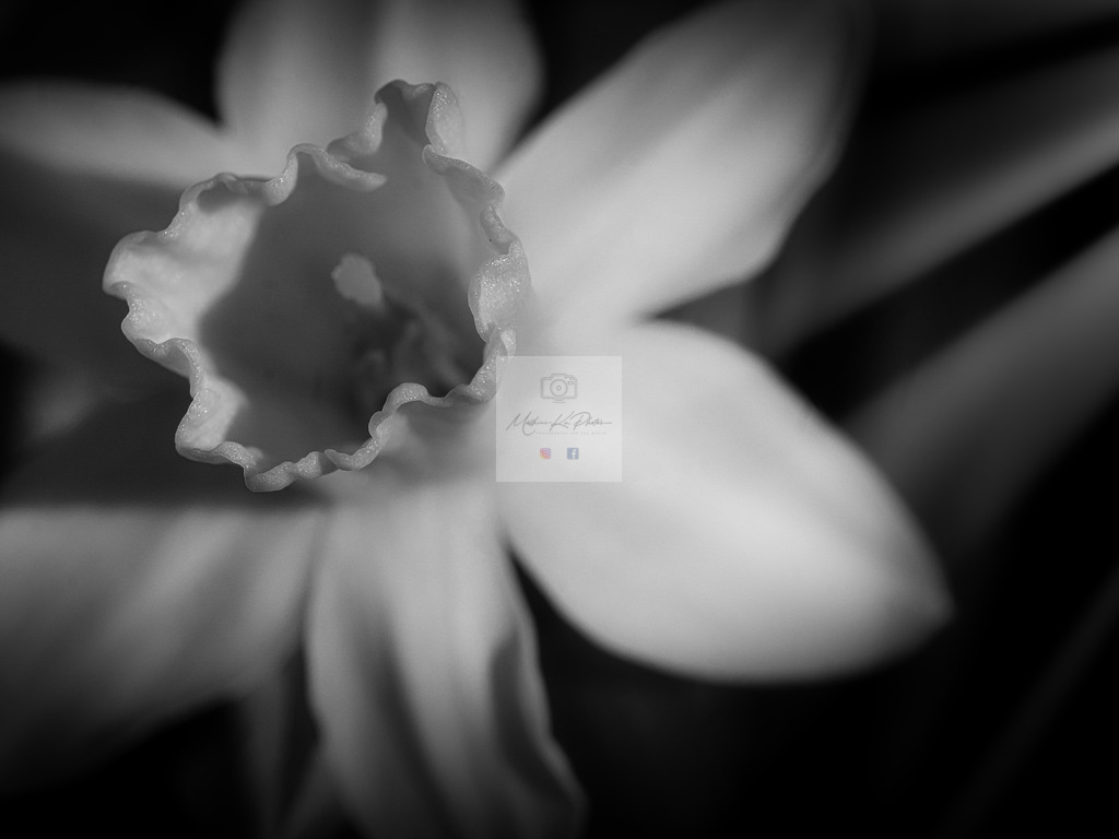 Makro - floral (85) | Buche Fotoshootings und entdecke hochwertige Fotoprodukte bei Mathias Ku Photos. Personalisiert, kreativ & mit Liebe zum Detail. Jetzt informieren! - Realisiert mit Pictrs.com