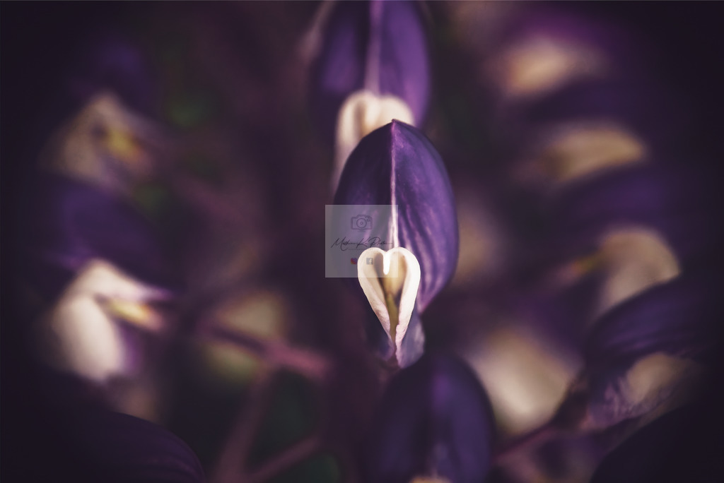 Makro - floral (66) | Buche Fotoshootings und entdecke hochwertige Fotoprodukte bei Mathias Ku Photos. Personalisiert, kreativ & mit Liebe zum Detail. Jetzt informieren! - Realisiert mit Pictrs.com