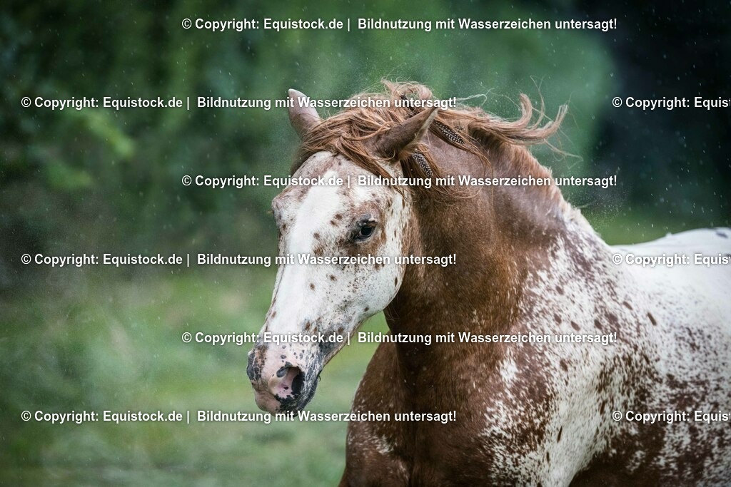 20150627_TOMsPiC_0190 | equistock