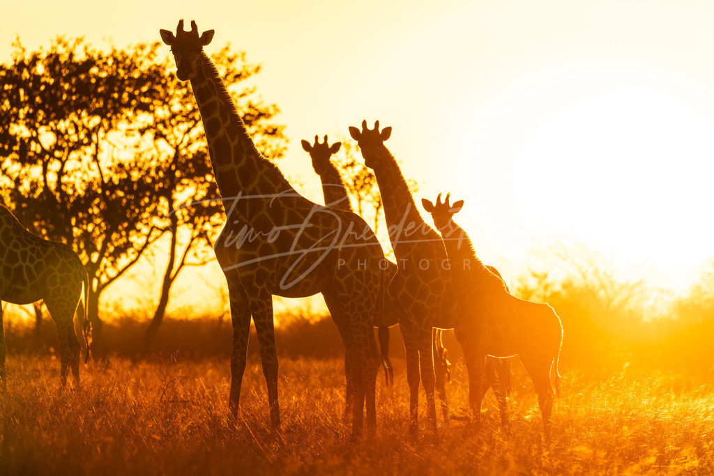 20250625-2N8A9707 Kopie | Buy high-quality aviation and travel photography prints by professional photographer Timo Breidenstein. Authentic images, professionally printed, worldwide shipping. - Realisiert mit Pictrs.com