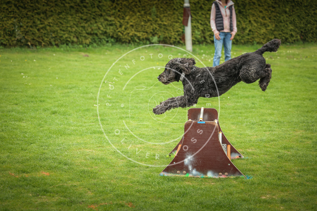 Pfotenfotografie_0L8A9872 | Hundefotografie, Tierfotograf, Pfotenfotografie, Fotoshooting Hund, Hunde Portrait, Hundesport, Hundeportraits, Heideshooting, Hunde, Sportfotograf, Hundefotograf, Turnierhundsport, THS,  - Realisiert mit Pictrs.com