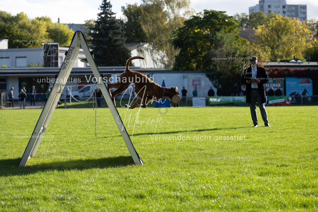 _16A4821 | Einzigartige Fotos von Hunden & Menschen –Actionfotos, Portraits, Vereinsaufnahmen & Paarshootings – authentisch, lebendig & mit Herz.