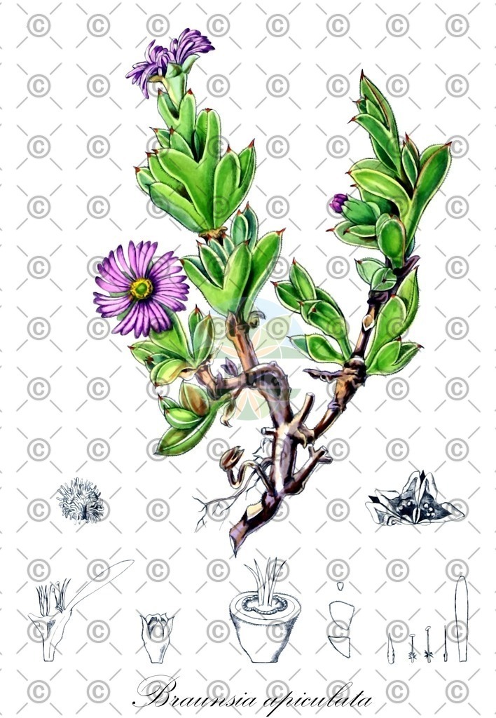 HistAbb_wfo-0000571881_1_ENZY_Simple | Historische Abbildung von Braunsia apiculata - Aizoaceae | Historical Illustration of Braunsia apiculata - Aizoaceae