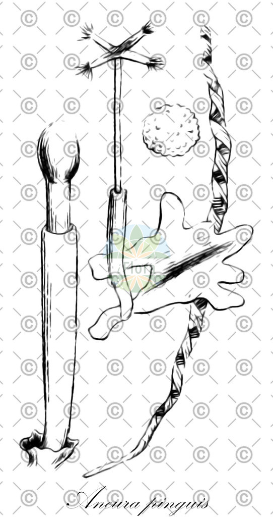 HistAbb_wfo-0001195999_2_ENZY_Simple | Historische Abbildung von Aneura pinguis - Aneuraceae | Historical Illustration of Aneura pinguis - Aneuraceae