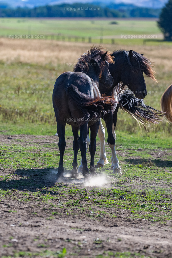 Islandhengste | Ingo Gerlach