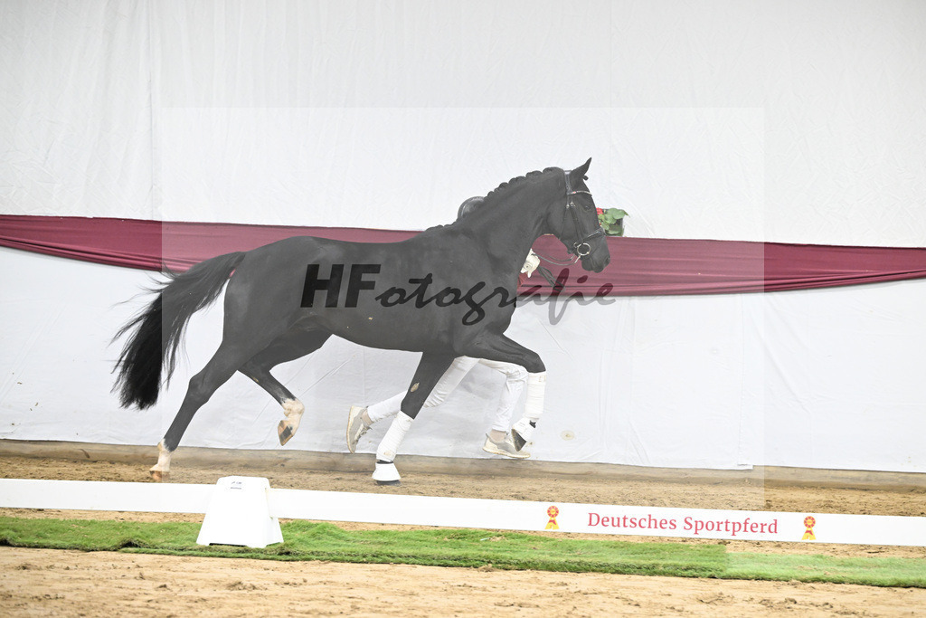 Kat-Nr. 55 Dream Royal x Fleury_Martina Breitner-Roetzer_47252055 | hf-fotografie - Realisiert mit Pictrs.com