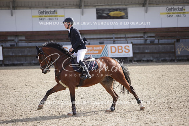 1J2A9226Mathies Rüder_ Elrado van der Beeke_ Kn434_ Havekost | Foto- und Videografie für alles rund ums Pferd. Hochwertige Bilder und Videos vom Spring- und Dressurreiten, Voltigieren & mehr. Jetzt aktuelle Veranstaltungen und Preise im Shop ansehen. - Realisiert mit Pictrs.com