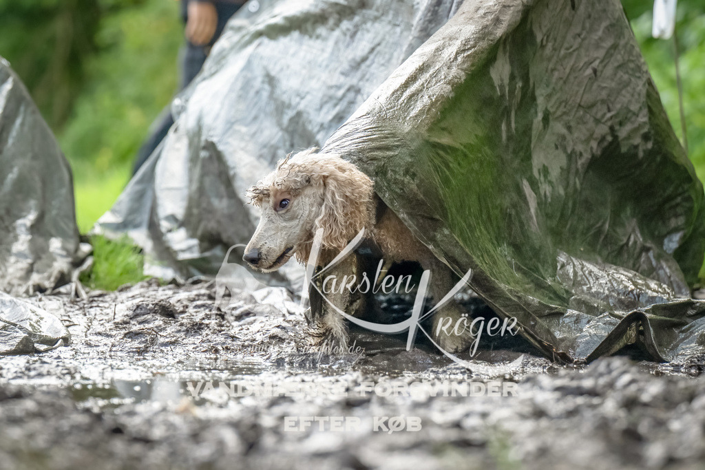1130_ZZ93639-Bearbeitet | kk-dogfotos