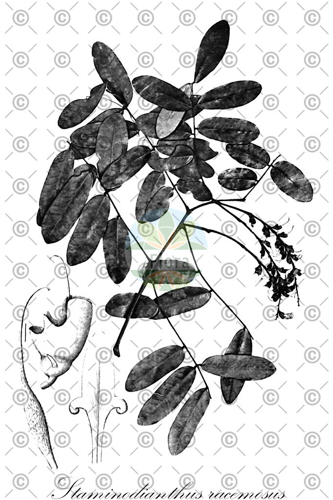 HistAbb_wfo-0000492061_1_ENZY_Simple | Historische Abbildung von Staminodianthus racemosus - Fabaceae | Historical Illustration of Staminodianthus racemosus - Fabaceae