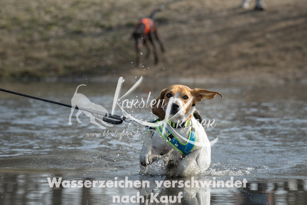 1246_ZZ91972 | kk-dogfotos