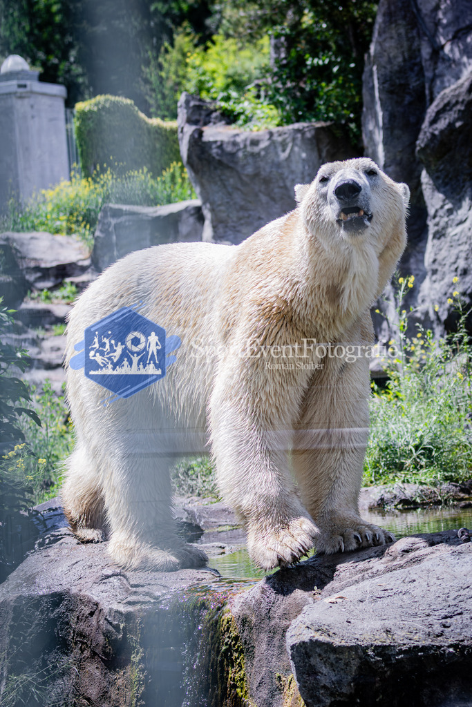 IMG_6564 | SportEventFotografie - Roman Stoiber