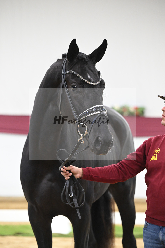 Kat-Nr. 51 Fuerst Samarant x De Niro_Mathieu Beckmann_47251903 | hf-fotografie - Realisiert mit Pictrs.com