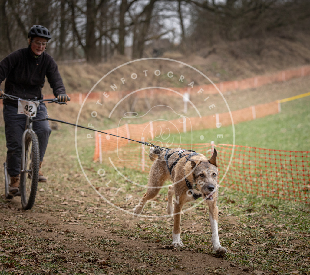 Pfotenfotografie_DV3A6664 | Hundefotografie, Tierfotograf, Pfotenfotografie, Fotoshooting Hund, Hunde Portrait, Hundesport, Hundeportraits, Heideshooting, Hunde, Sportfotograf, Hundefotograf, Turnierhundsport, THS,  - Realisiert mit Pictrs.com