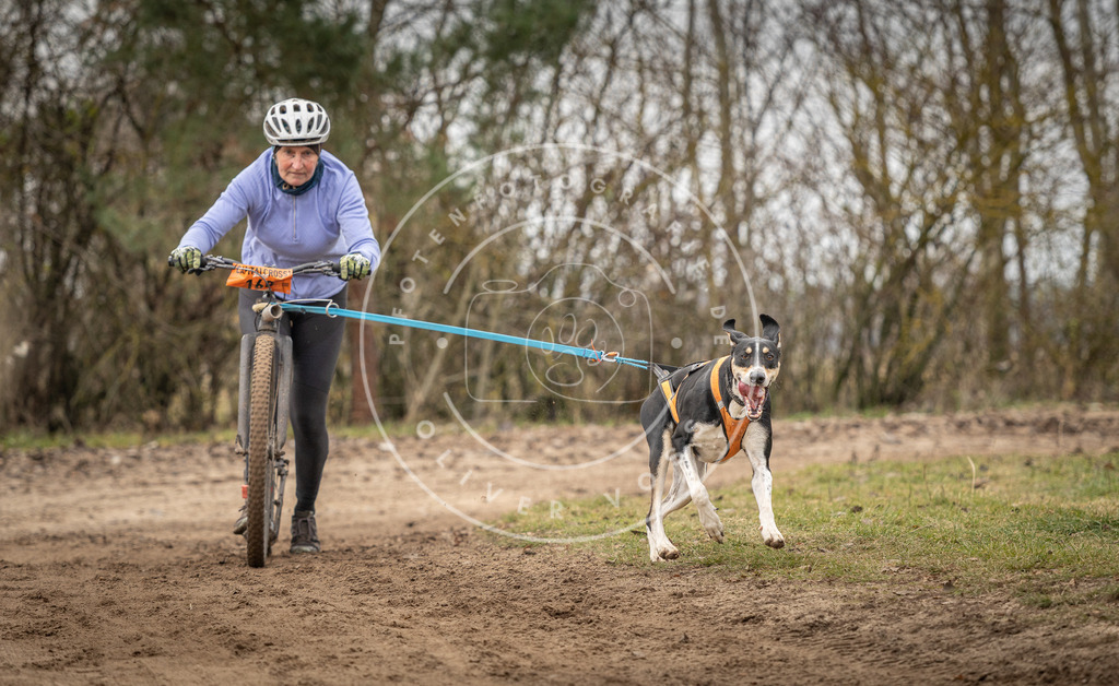 Pfotenfotografie_DV3A9640 | Hundefotografie, Tierfotograf, Pfotenfotografie, Fotoshooting Hund, Hunde Portrait, Hundesport, Hundeportraits, Heideshooting, Hunde, Sportfotograf, Hundefotograf, Turnierhundsport, THS,  - Realisiert mit Pictrs.com