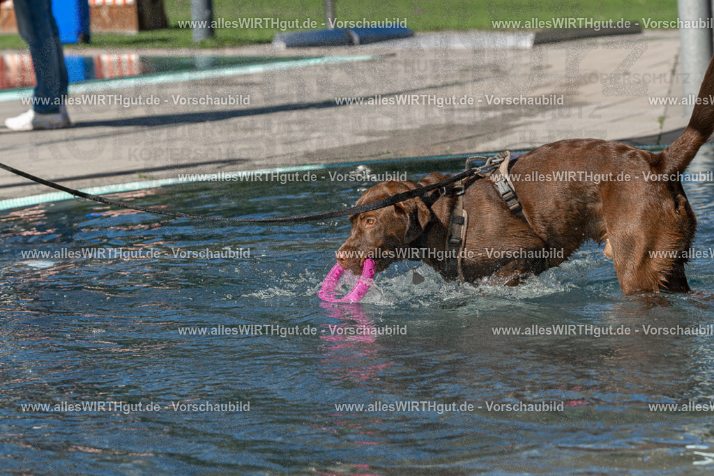 Hundeschwimmen_Volksbad_2026-allesWIRTHgut_Tierfotografie-2609061052-FAY06006 | Professionelle Tierfotografie in Mönchengladbach von Daniel Wirth (allesWIRTHgut). Liebevolle & natürliche Bilder von Hunden & Katzen für unvergessliche Erinnerungen.