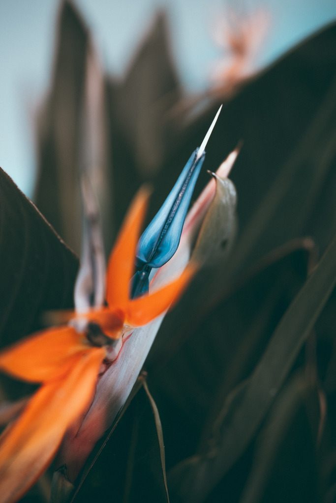 Teneriffa_by Leevke Draack_7 | Du suchst natürliche und atmosphärische Prints oder Leinwanddrucke? In diesem Shop gibt es alles, nur kein Mainstream. - Realisiert mit Pictrs.com