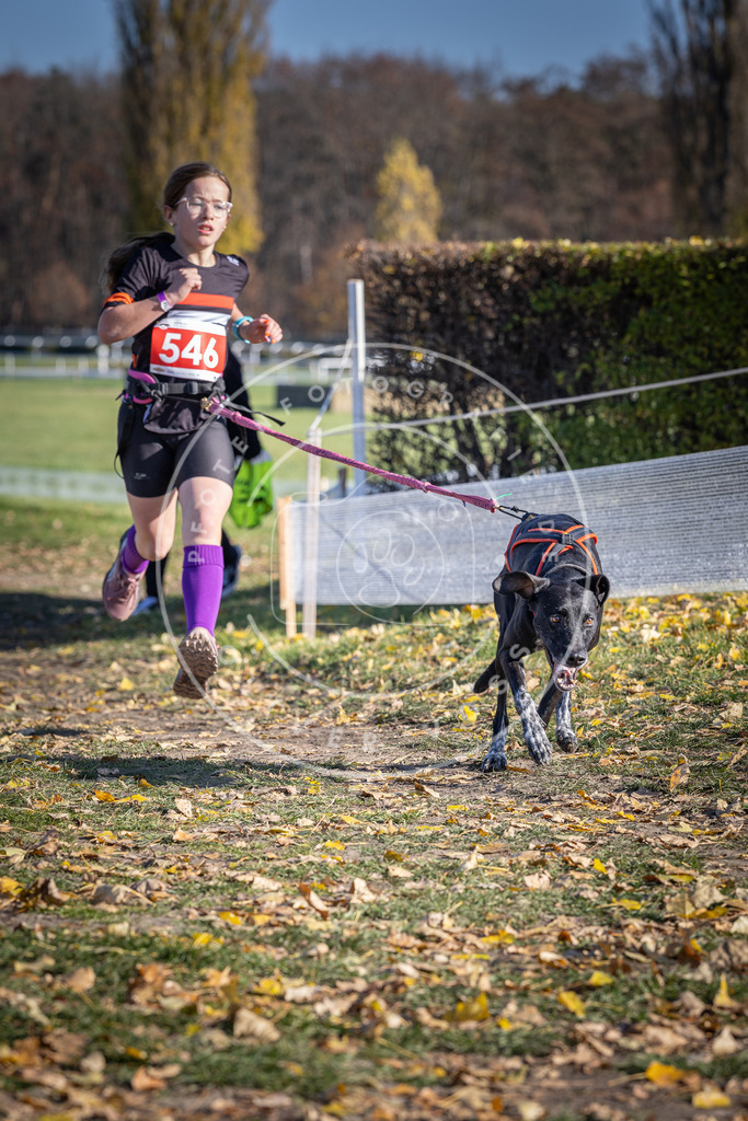 CaniXpix_DV3A8445 | Hundefotografie, Tierfotograf, Pfotenfotografie, Fotoshooting Hund, Hunde Portrait, Hundesport, Hundeportraits, Heideshooting, Hunde, Sportfotograf, Hundefotograf, Turnierhundsport, THS,  - Realisiert mit Pictrs.com