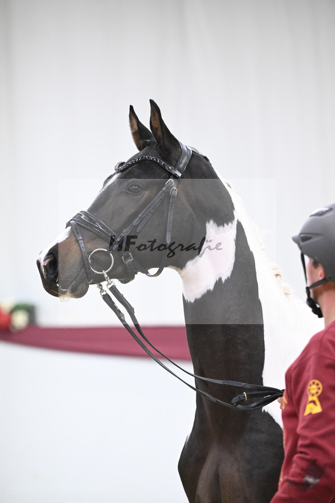 Kat-Nr. 117 Classic Deluxe x Don Martillo_Horst Schepper_47254009 | hf-fotografie - Realisiert mit Pictrs.com