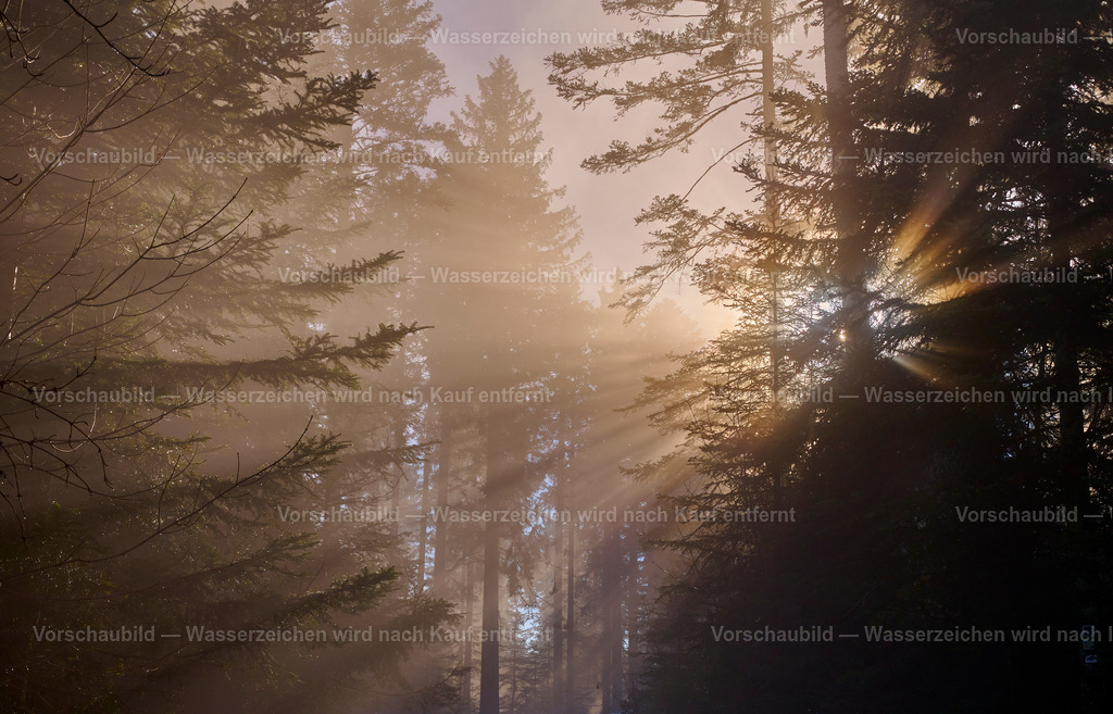 Magischer Lichteinfall | im Schwarzwald - Realisiert mit Pictrs.com