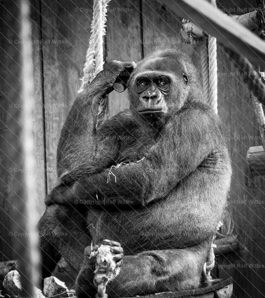 gorilla1 | Rolf Wittke  - Realisiert mit Pictrs.com