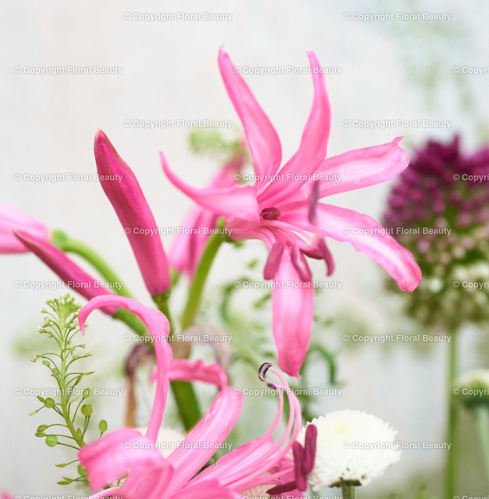 Pinker Blumenstrauß vor grün-weißer Wand | Nerine mit Allium - Realisiert mit Pictrs.com