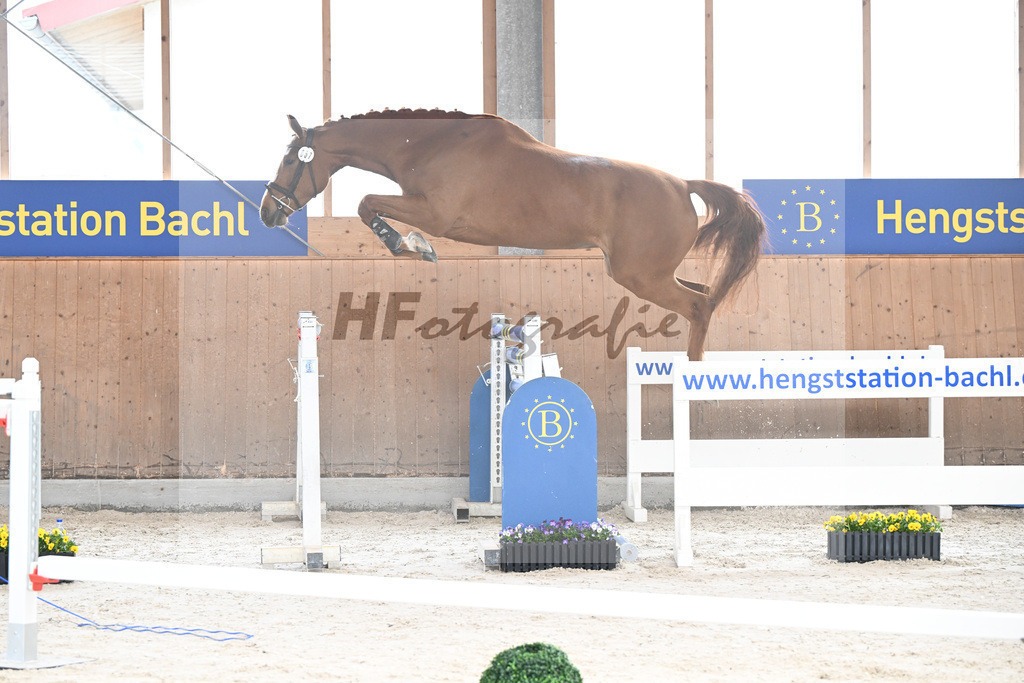 Kat-Nr. 57 Zauberwald v. Talent Charboniere_Bray_5250403 | hf-fotografie - Realisiert mit Pictrs.com