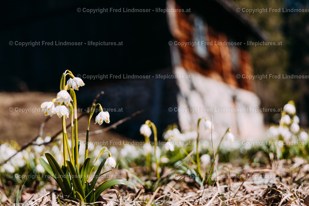 Fruhlingsknotenblumen Mariazell 23032019-5247 | Fotos und Fotoprodukte - Realisiert mit Pictrs.com