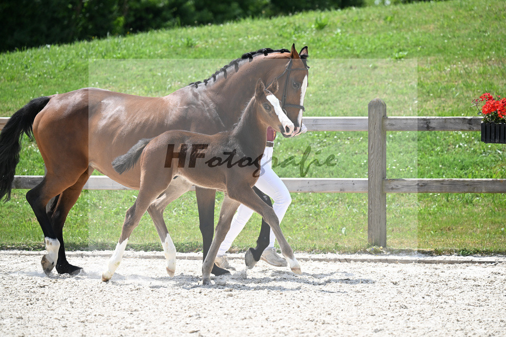 Kat-Nr. 32 Grandorado TN x Casall_HF_Scheuerer_15250810 | hf-fotografie - Realisiert mit Pictrs.com