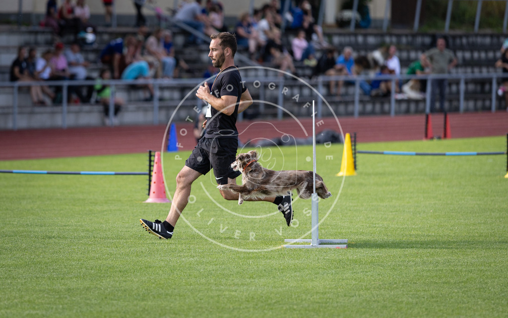 Pfotenfotografie_DV3A2842 | Hundefotografie, Tierfotograf, Pfotenfotografie, Fotoshooting Hund, Hunde Portrait, Hundesport, Hundeportraits, Heideshooting, Hunde, Sportfotograf, Hundefotograf, Turnierhundsport, THS,  - Realisiert mit Pictrs.com
