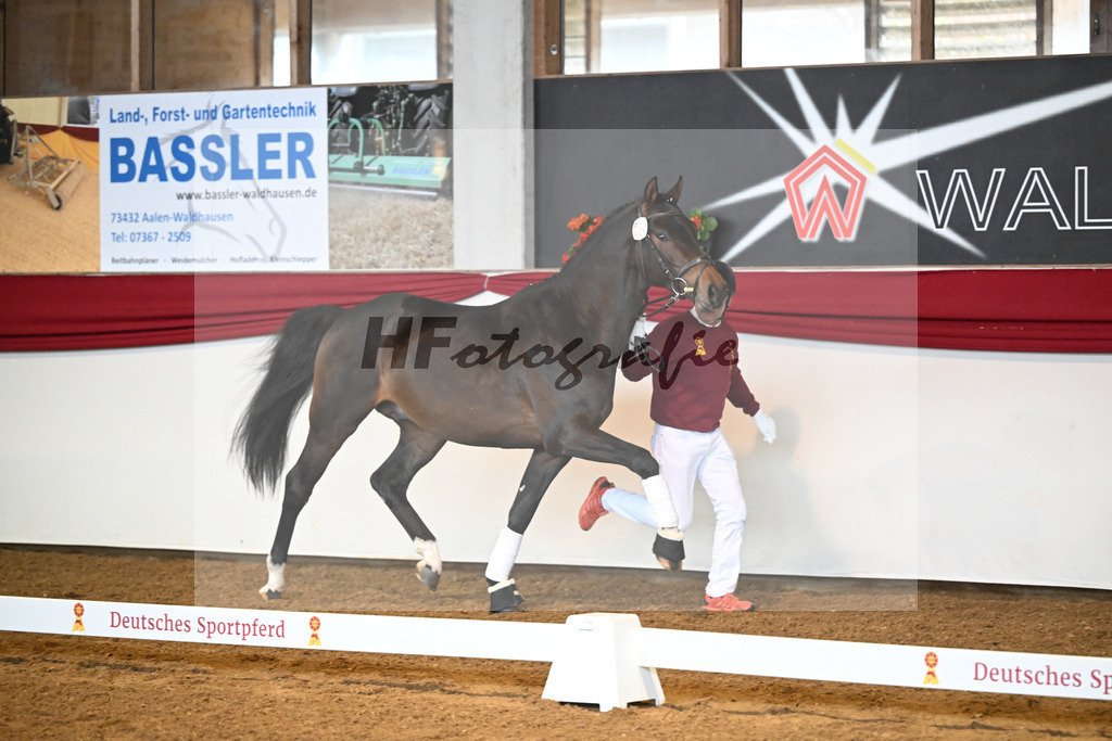 Kat-Nr. 37 Cayennes Cleverle v. Chubakko_ZG Fuell u Tiroke_16250048 | hf-fotografie - Realizzato con Pictrs.com