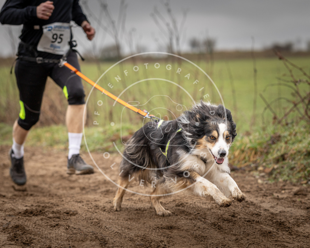 DV3A0091 | Hundefotografie, Tierfotograf, Pfotenfotografie, Fotoshooting Hund, Hunde Portrait, Hundesport, Hundeportraits, Heideshooting, Hunde, Sportfotograf, Hundefotograf, Turnierhundsport, THS,  - Realisiert mit Pictrs.com