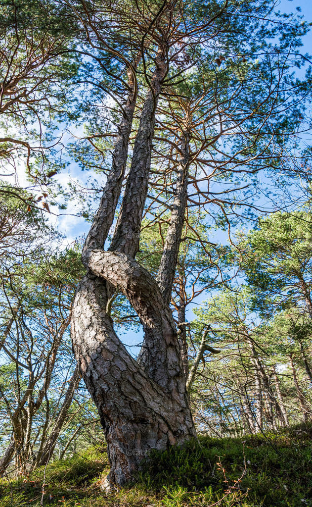 Wald Baum_Ok18_144317-Pano-k | Fatzi Bilder-Archiv! 
Die Bilder sind für private Nutzung lizenzfrei. Die kommerzielle Nutzung ist möglich und erwünscht, jedoch bitte ich um vorherige Kontaktaufnahme per E-Mail (info@fatzi.at) oder unter +43 650 7828269 - Realisiert mit Pictrs.com