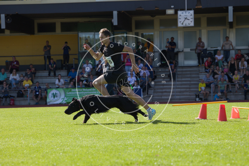 0L8A7998 | Hundefotografie, Tierfotograf, Pfotenfotografie, Fotoshooting Hund, Hunde Portrait, Hundesport, Hundeportraits, Heideshooting, Hunde, Sportfotograf, Hundefotograf, Turnierhundsport, THS,  - Realisiert mit Pictrs.com