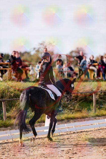 2026_10_03_Siefer-Hof_115740_Z81_98391981 | Professionelle Reitsport-, Turnier- und Eventfotografie von Robert Broda. Galerien mit ausgewählten und bearbeiteten Bildern direkt online ansehen und bestellen.