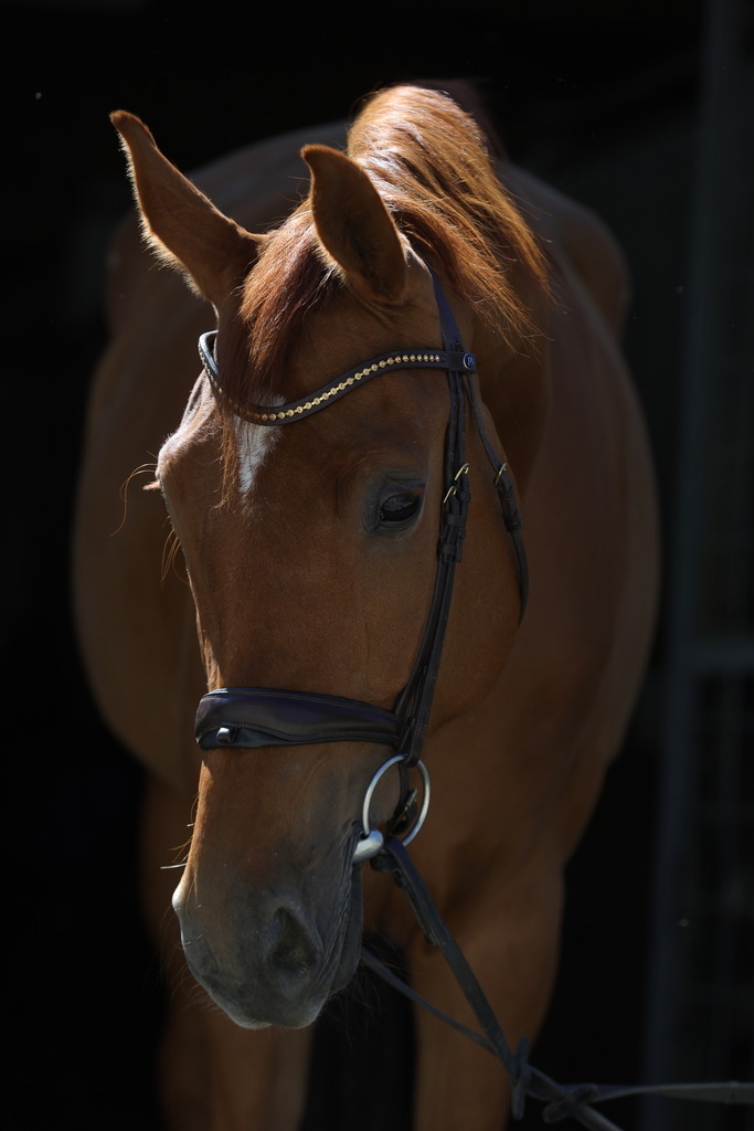 0P6A8924 | Willkommen bei Brunnmayr - Design & Fotografie – Ihrem Spezialisten für Reitturniere und Pferdeveranstaltungen in Oberösterreich, Salzburg und Bayern! Seit über 17 Jahren sind wir leidenschaftlich dabei.