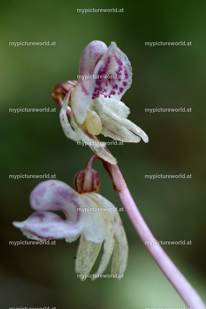 Blattloser Widerbart-010 | Das Bilderarchiv über Tiere, Planzen und Landschaften. In der Bilddatenbank finden Sie ein große Auswahl an hochwertigen Bilder für Ihre Werbung - Realized with Pictrs.com