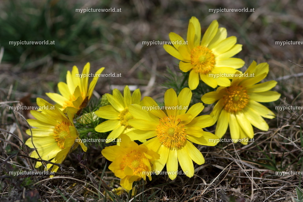 Frühlings-Adonisröschen-028 | Das Bilderarchiv über Tiere, Planzen und Landschaften. In der Bilddatenbank finden Sie ein große Auswahl an hochwertigen Bilder für Ihre Werbung - Realisiert mit Pictrs.com