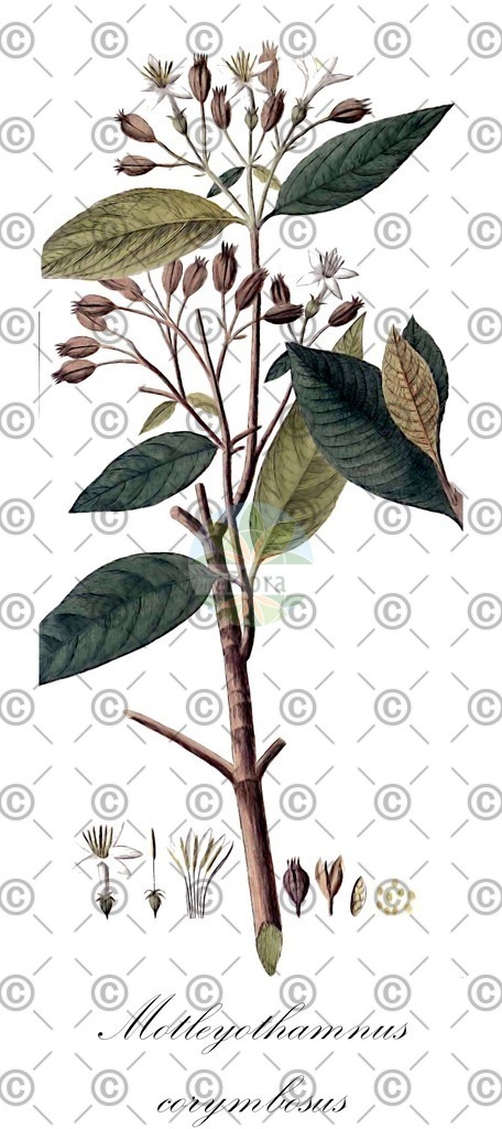 HistAbb_5VFC_1_ENZY_Simple | Historische Abbildung von Motleyothamnus corymbosus - Rubiaceae | Historical Illustration of Motleyothamnus corymbosus - Rubiaceae