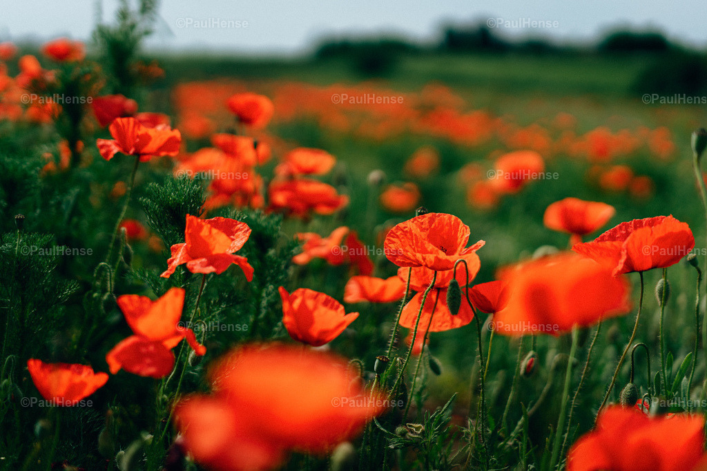 20220519_0003_PaulHense_DSC00729 | paulhense - Realisiert mit Pictrs.com