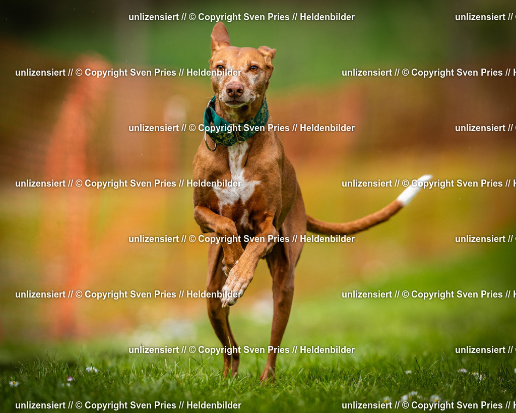 Sven Pries | 2025-04-13 - Hunderennen Baden-Baden - Realisiert mit Pictrs.com