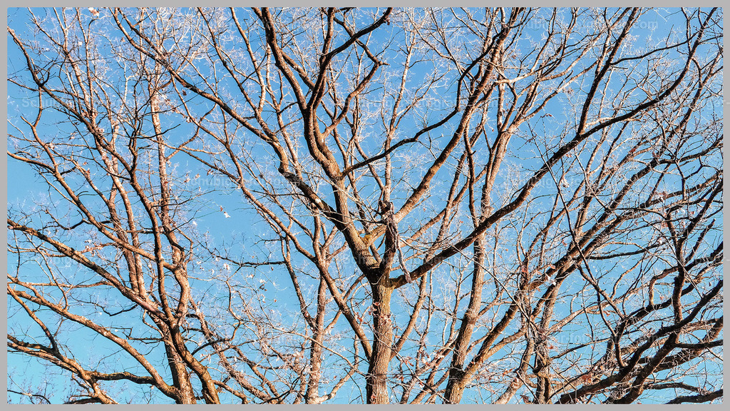 Äste | Äste - Realisiert mit Pictrs.com