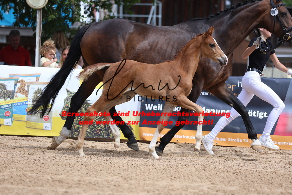 Fohlenschau_Schwäbisch_Hall_dressurbetonte_Fohlen_KN 7_6 | lmwpictures - Realisiert mit Pictrs.com