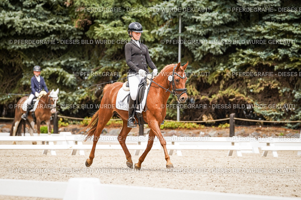 DSC04187 | Pferdegrafie