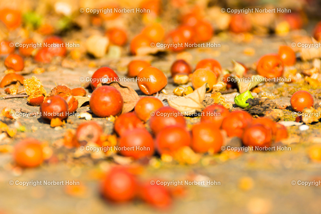 TAI_0534 | Vogelbeeren-Stilleben. - Realisiert mit Pictrs.com