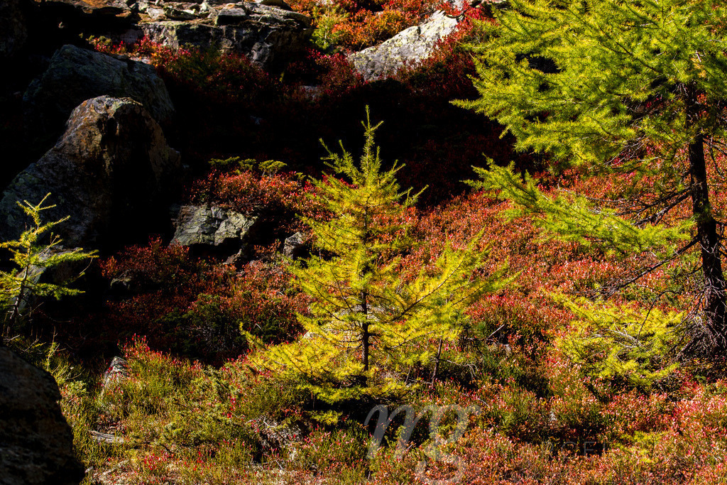 a yellow larch in the Valais Alps | Die ideale Geschenkidee für Naturliebhaber. Naturbilder von Marcel Gross Photography für ihr Zuhause in den verschiedensten Formaten und Materialien. - Realisiert mit Pictrs.com