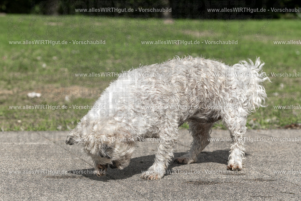 Hundeschwimmen_Volksbad_2026-allesWIRTHgut_Tierfotografie-2609061518-FAY07171 | Professionelle Tierfotografie in Mönchengladbach von Daniel Wirth (allesWIRTHgut). Liebevolle & natürliche Bilder von Hunden & Katzen für unvergessliche Erinnerungen.