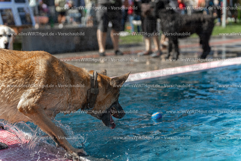 Hundeschwimmen_Volksbad_2026-allesWIRTHgut_Tierfotografie-2609061200-111023-7R500065 | Professionelle Tierfotografie in Mönchengladbach von Daniel Wirth (allesWIRTHgut). Liebevolle & natürliche Bilder von Hunden & Katzen für unvergessliche Erinnerungen.
